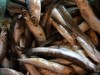 1 октября начинается промысел хамсы