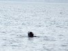 На пляже  Сморжевского был замечен водолаз