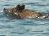 Азовское море бороздят стаи диких кабанов