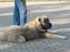 В Феодосии проходит выставка собак (видео)