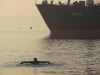 "Моржи" приходят к морю в любую погоду