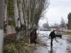В городе идет обрезка деревьев