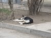 Милиция Киева ищет убийц собак