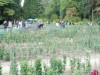Туристы в бешенстве от Бала хризантем в Крыму
