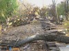В Симферополе в сквере Тренева разрешено снести деревья