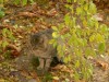 В Крыму кот спас девушку от гибели на пожаре