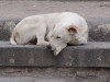 Азаров поручил пресекать издевательство над животными