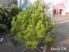 В Керчи открылась продажа елок