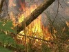 Водитель сжег сбитого пешехода, заметая следы
