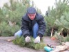 В Керчи елочных браконьеров обещают ловить