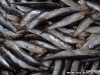 Керченскую хамсу нелегально продают в Виннице