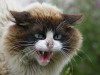 Бешеный кот отправил в больницу шестерых