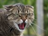 В Крыму зафиксированы два случая бешенства животных