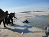 В Крыму из проруби пришлось выуживать спасателя лебедей