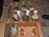 В ананасах пытались провезти 38 кило кокаина