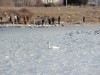 В Крыму из ледяного плена спасли лебедя