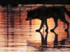Бешеный пес на Закарпатье отправил в больницу восьмерых