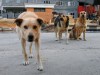 В Крыму бездомные собаки искусали "высокого руководителя"