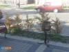 В Симферополе на улице за 10 миллионов гибнут деревья