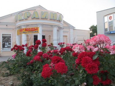 Кусты роз украшают летний город