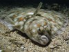 В Керчи в море выпустили мальков камбалы