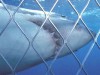 В российском Приморье акулы пугают отдыхающих