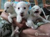 Появились фото новорожденных крымских белых львят (фото)