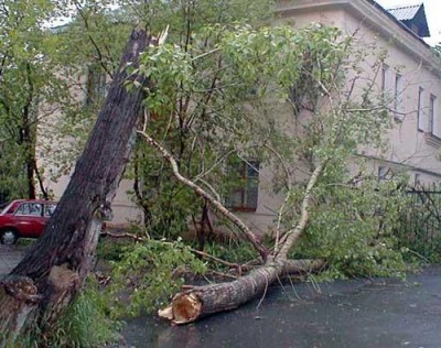 Вчера в Феодосии на проезжую часть упало дерево