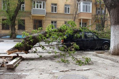 Вчера в Феодосии упали два дерева