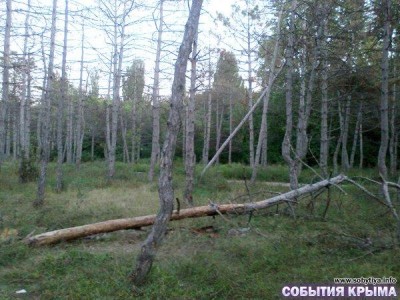 В столице Крыма гибнут хвойные