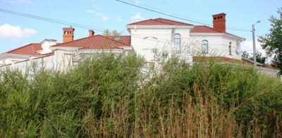 Амброзия мешает детям ходить в школу в Крыму (фото из интетнета)