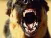 В Крыму дворняга искусала малыша за голову