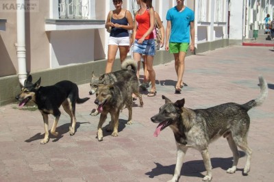 Власти Феодосии надеются, что в скором времени бездомных животных на городских улицах станет меньше. 