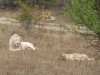 Парк львов Тайган - новый туристический объект Крыма (фоторепортаж + видео)