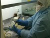Крымский вирус грозит миру смертельной лихорадкой (видео)