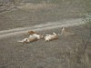 Поход в Парк Львов «Тайган» принес массу удовольствий (фоторепортаж+видео)