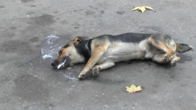 В Керчи травят собак