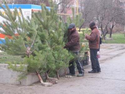 Новогодние ели феодосийцам обойдутся недешево