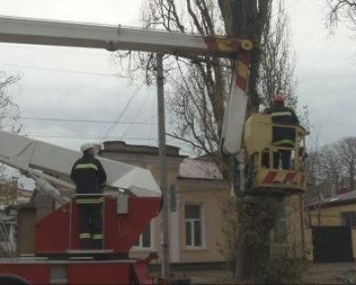 В Симферополе сносят деревья