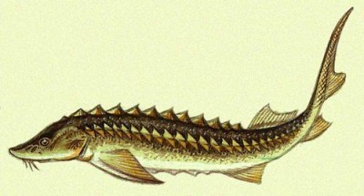 Крымчанина посадят за краденного осетра (фото из интернета)