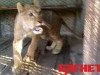 В зооуголке Симферополя поселили львицу Масяню