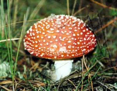 Крымчанка отравилась грибами с рынка (фото из интернета)