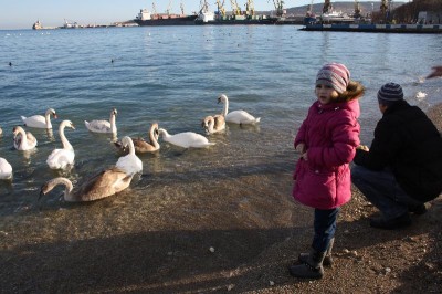 Лебеди в Феодосии.Фото