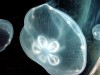 Крымскую бухту заполонили медузы (видео)