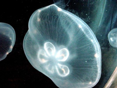 В Крыму нашествие медуз (фото из интернета)