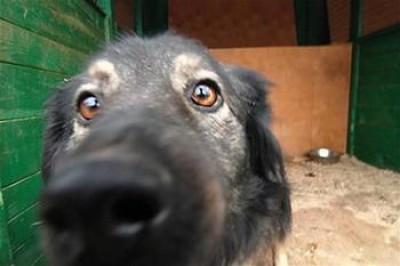 В Симферополе бешеный пес искусал десяток человек