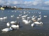 Крымчане подкармливают лебедей (фото)