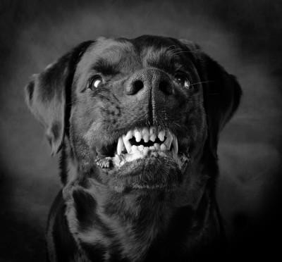 В Симферополе черный пес терроризирует горожан (фото из интернета)
