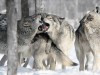 Экологи объяснили, что волков в Крыму надо защищать