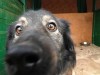 Симферопольцам предложат приютить пса, искусавшего десяток горожан